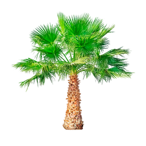 Пила пальметто (карликовая пальма) входит в состав TestoUltra